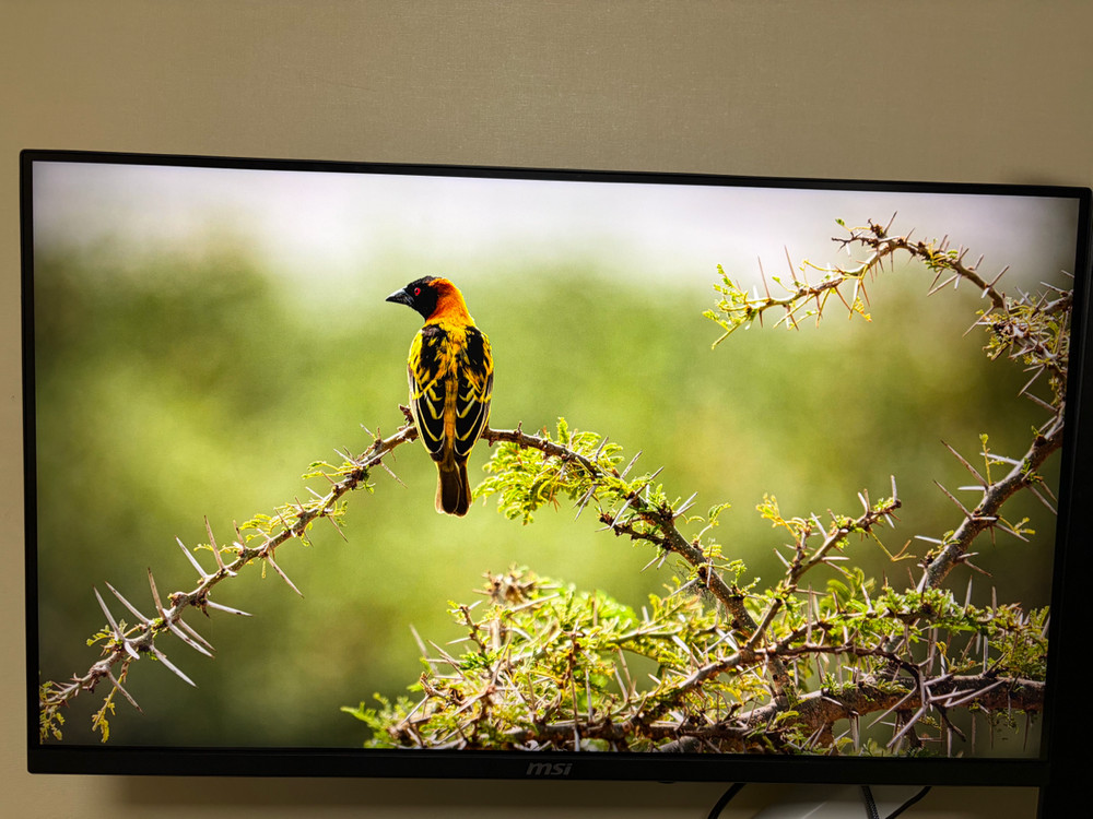 msi 32인치 4k 180hz 모니터 이미지