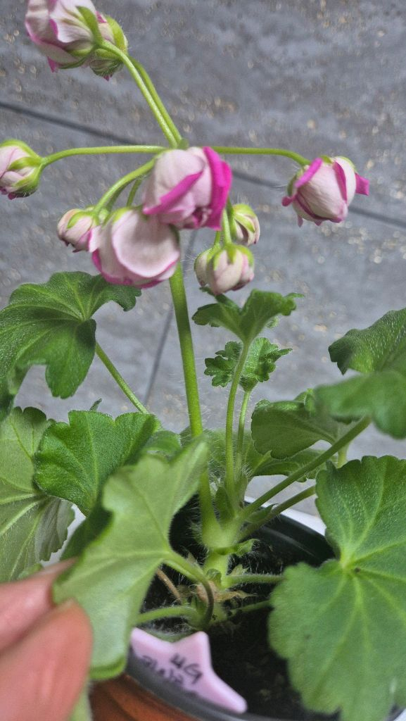 제라늄 (카이로의장미) 이미지