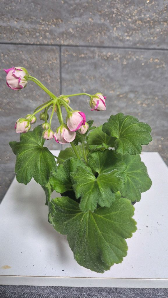 제라늄 (카이로의장미) 이미지