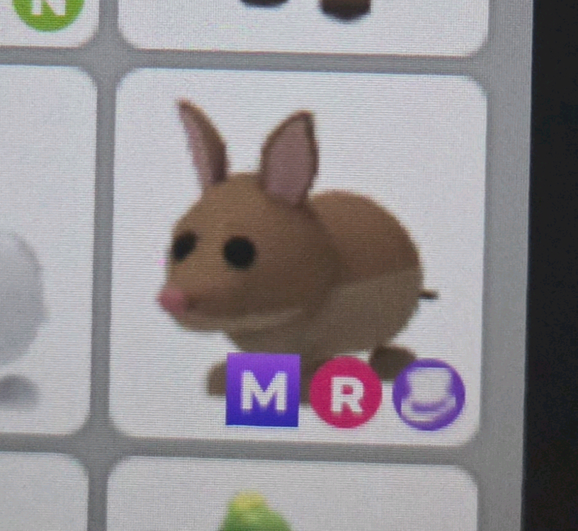 입양하세요 메가 네온 타는 반디쿠트 펫 판매 이미지