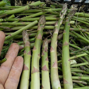 아스파라거스 한무더기(뿌리, 구근) 팝니다. 이미지