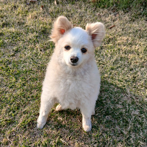cgv 콤보 쿠폰 판매합니다 이미지
