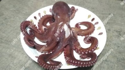 해루질 렌턴 수중서치 100m 스쿠버 다이버 랜턴 이미지