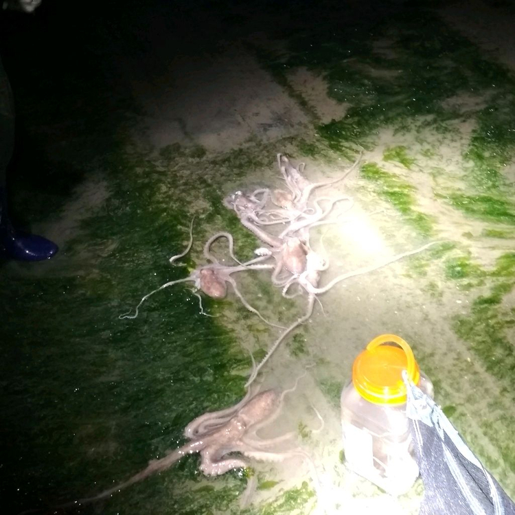 해루질 렌턴 수중서치 100m 스쿠버 다이버 랜턴 이미지