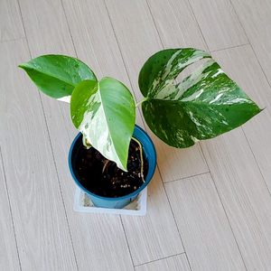 예쁜 알보 몬스테라 이미지