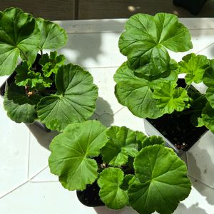 제라늄3종 (UV남작부인,UG차밍레이지걸,달빛유하) 이미지