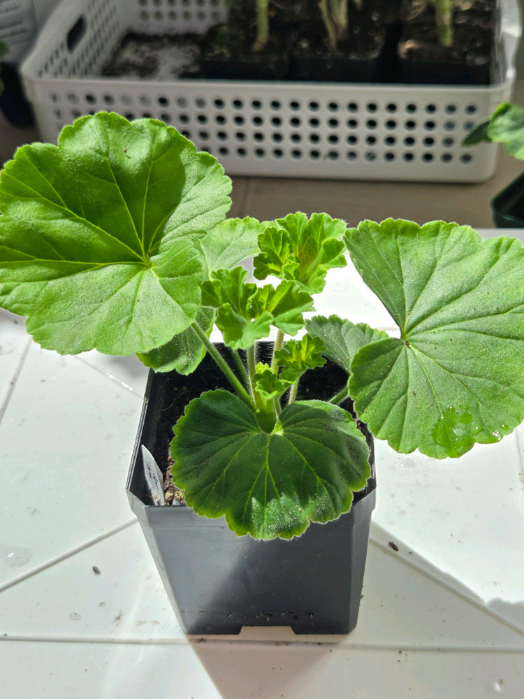 제라늄3종 (UV남작부인,UG차밍레이지걸,달빛유하) 이미지