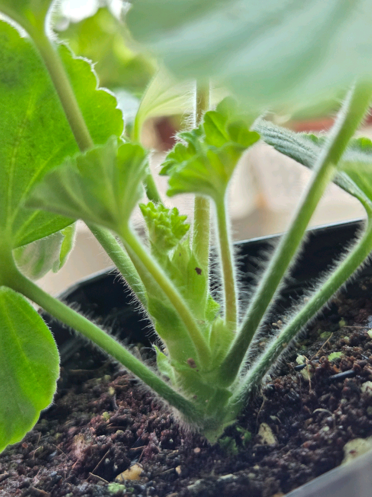 제라늄3종 (UV남작부인,UG차밍레이지걸,달빛유하) 이미지