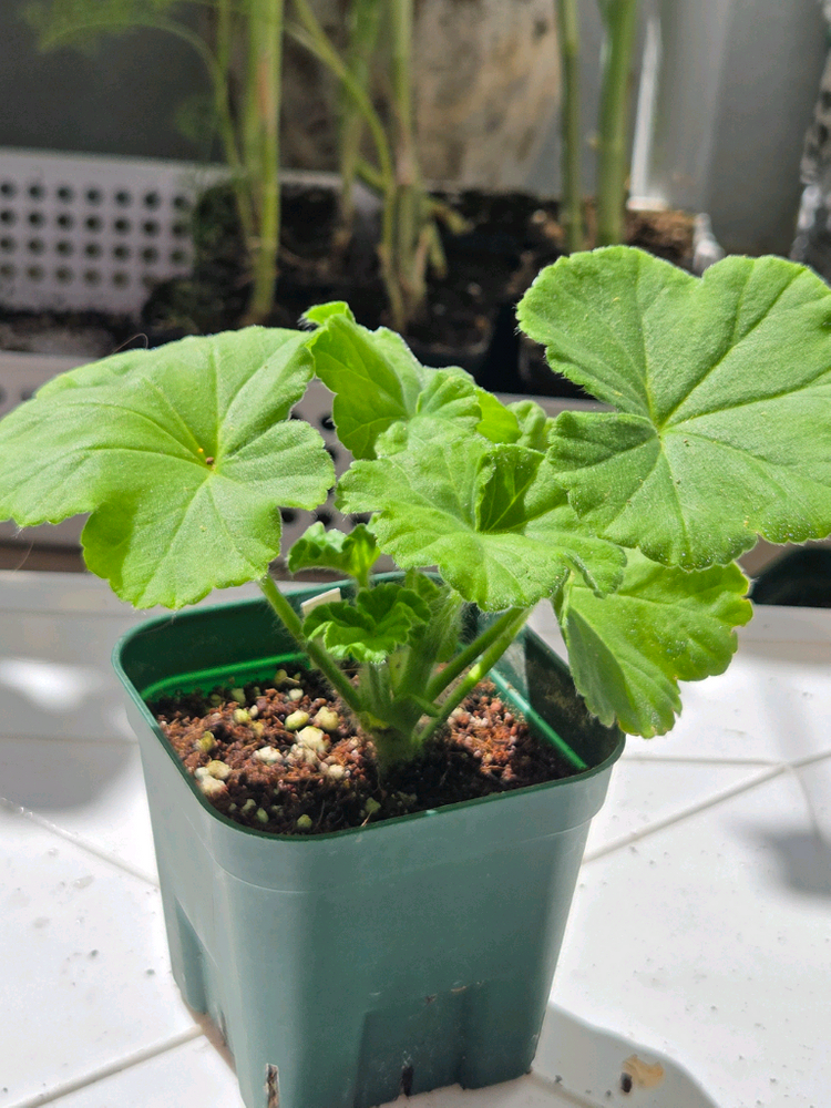 제라늄3종 (UV남작부인,UG차밍레이지걸,달빛유하) 이미지