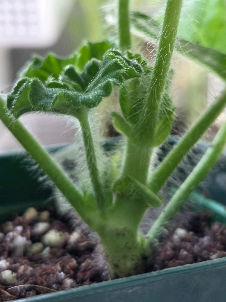 제라늄3종 (UV남작부인,UG차밍레이지걸,달빛유하) 이미지