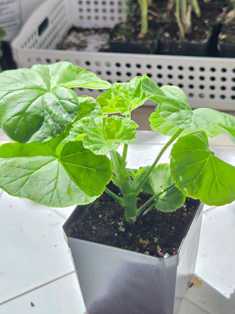 제라늄3종 (UV남작부인,UG차밍레이지걸,달빛유하) 이미지