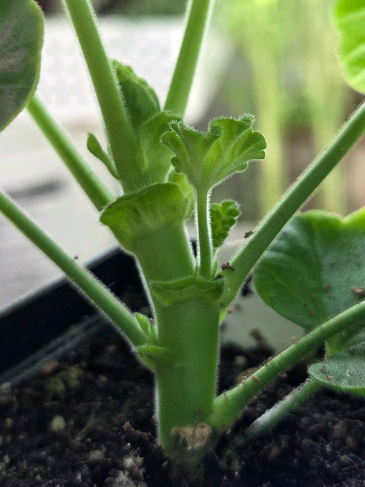 제라늄3종 (UV남작부인,UG차밍레이지걸,달빛유하) 이미지