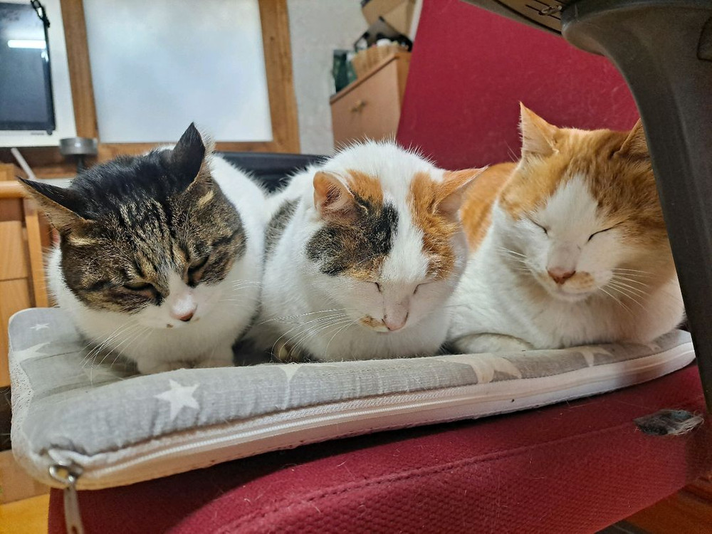 6포트 충전기 케이블 이미지