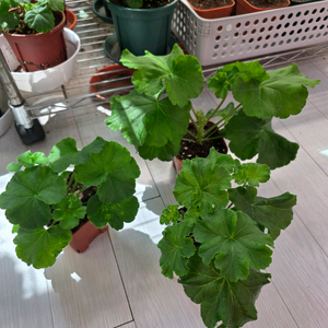 제라늄 3종일괄 분양합니다 이미지