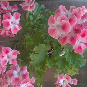 리갈 제라늄 중대 이미지