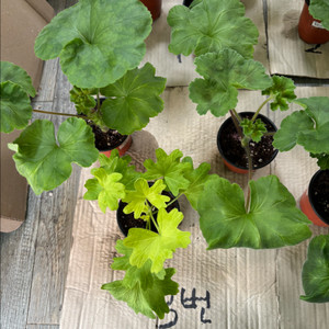 Ta헬리오스 ug가쉽걸 프리티한별채움 러시아한국 제라늄 이미지