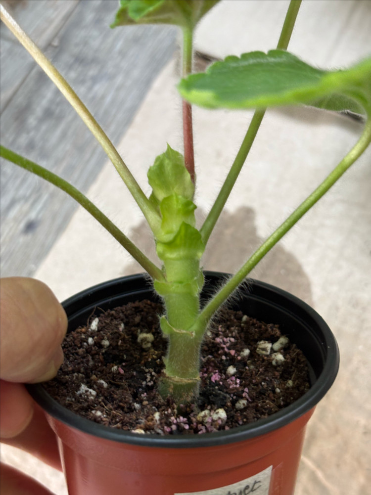 Ta헬리오스 ug가쉽걸 프리티한별채움 러시아한국 제라늄 이미지