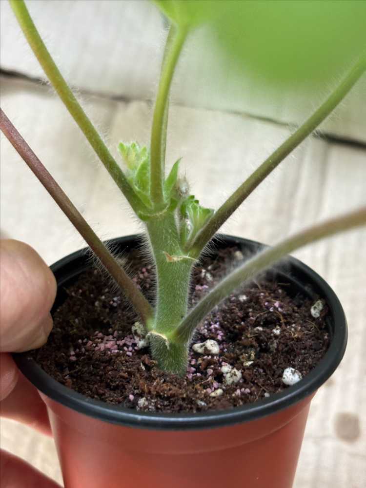 Ta헬리오스 ug가쉽걸 프리티한별채움 러시아한국 제라늄 이미지