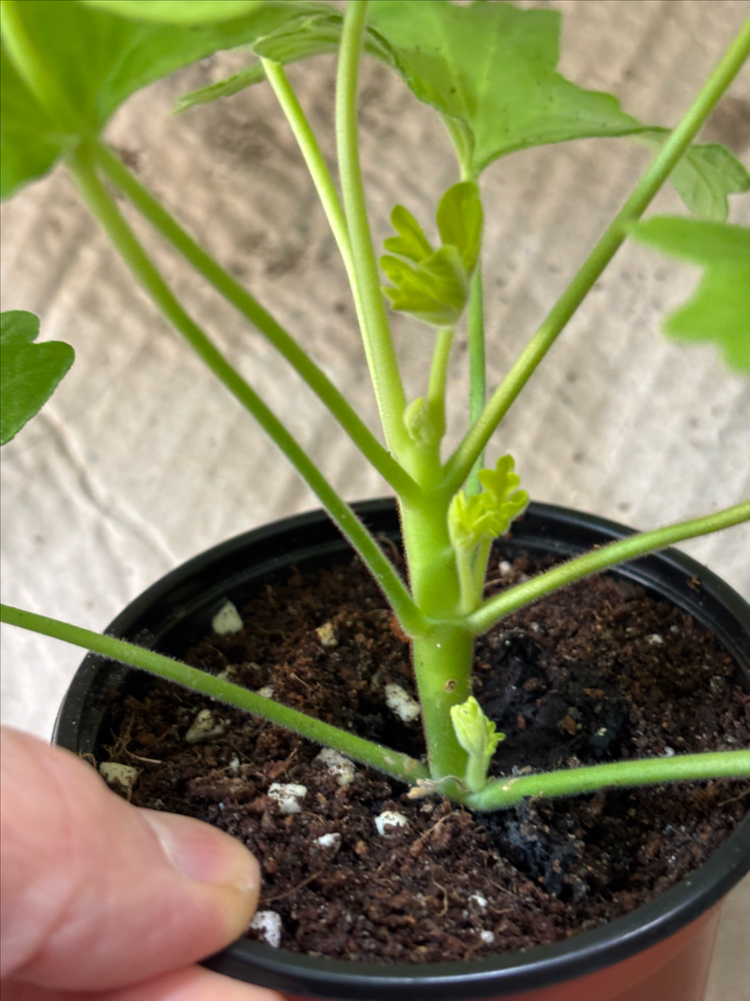 Ta헬리오스 ug가쉽걸 프리티한별채움 러시아한국 제라늄 이미지