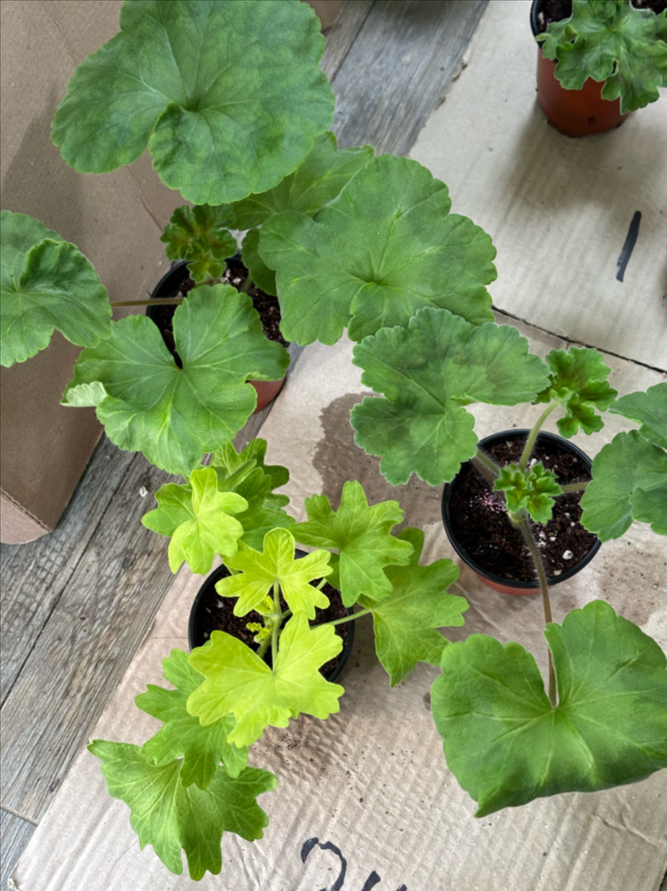 Ta헬리오스 ug가쉽걸 프리티한별채움 러시아한국 제라늄 이미지