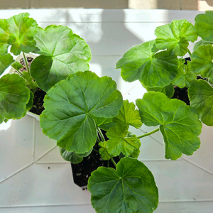 제라늄3종 (피닉스왈츠,리사마농,달빛유하) 이미지