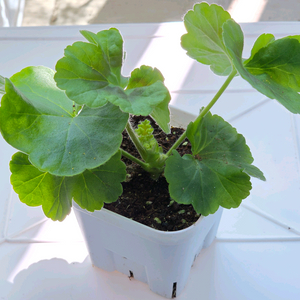 제라늄 ug프로방스 이미지