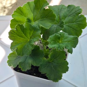 제라늄 iv아델리나패티 이미지