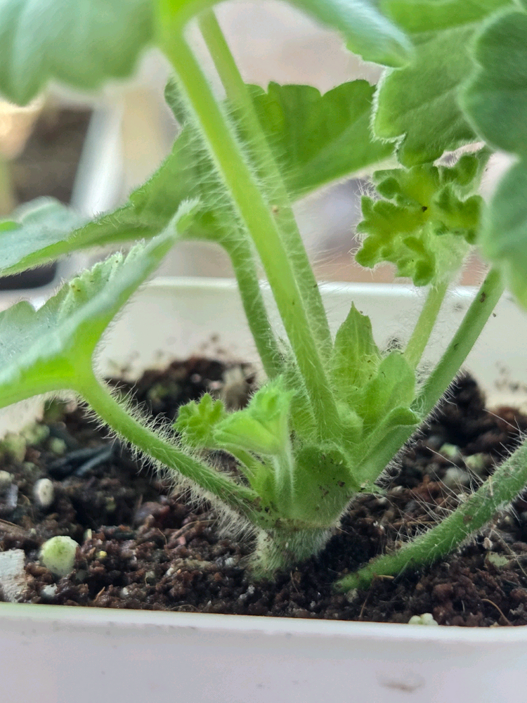 제라늄 iv아델리나패티 이미지