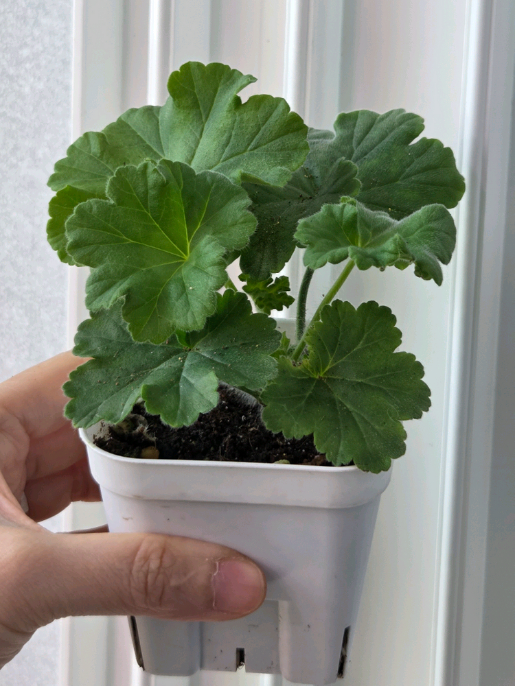 제라늄 iv아델리나패티 이미지