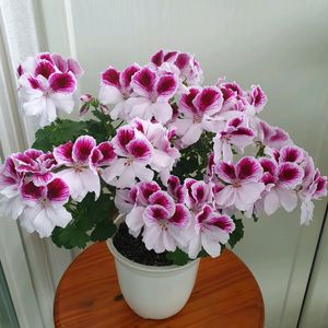 리갈제라늄 아리스토 페티코티 꽃대많음 이미지