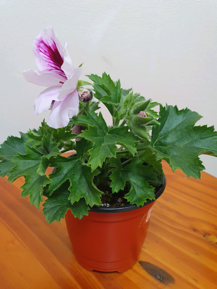 리갈제라늄 아리스토 페티코티 꽃대많음 이미지