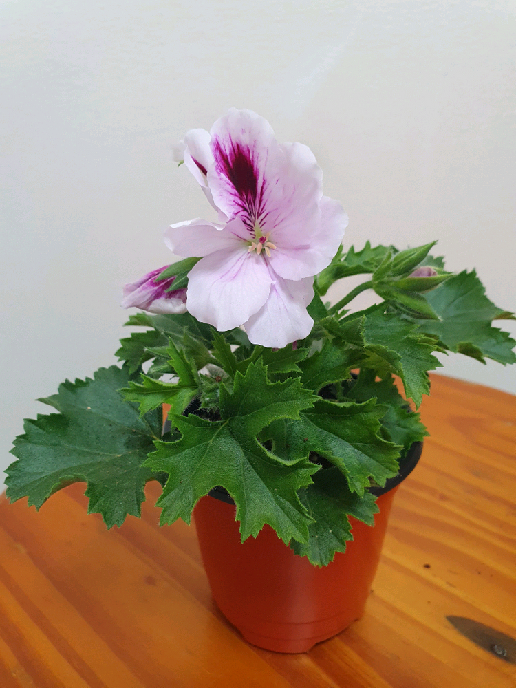 리갈제라늄 아리스토 페티코티 꽃대많음 이미지