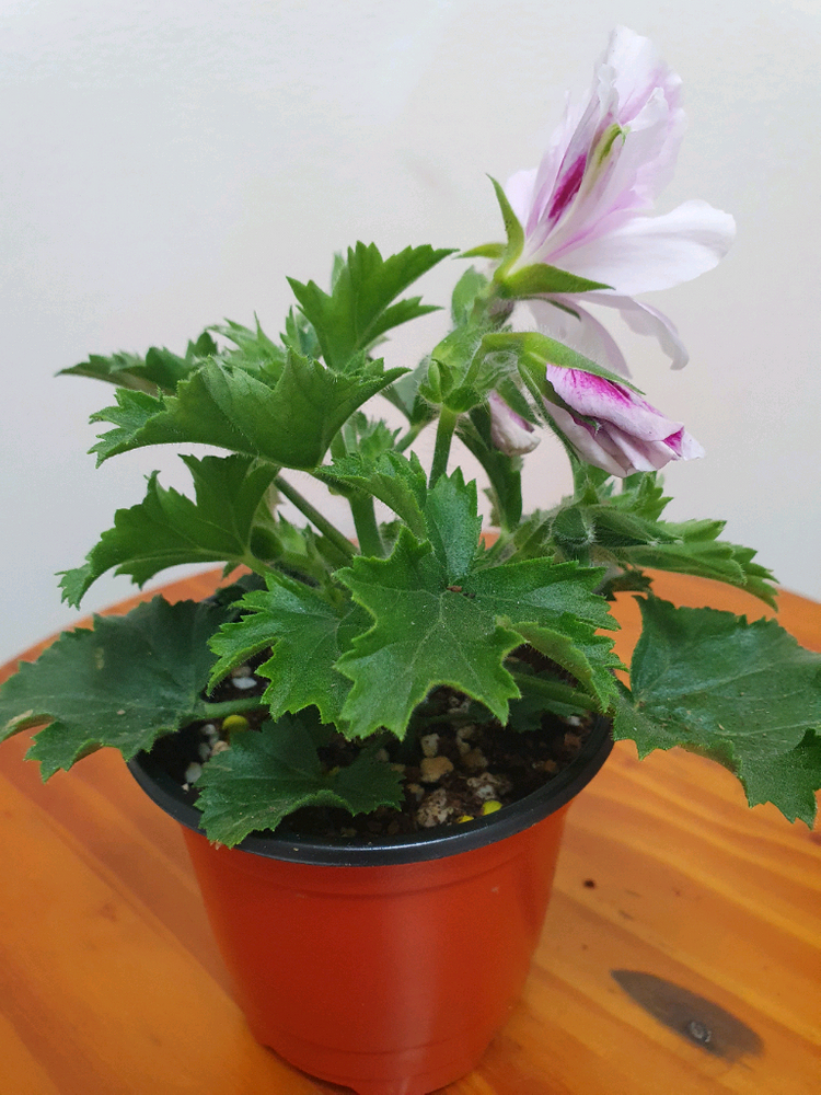 리갈제라늄 아리스토 페티코티 꽃대많음 이미지