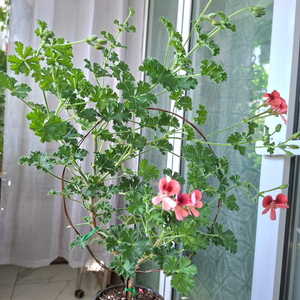 엔젤아이스오렌지 리갈제라늄 이미지