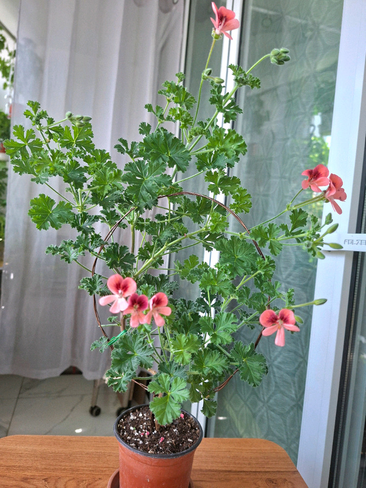 엔젤아이스오렌지 리갈제라늄 이미지