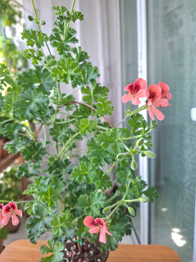 엔젤아이스오렌지 리갈제라늄 이미지