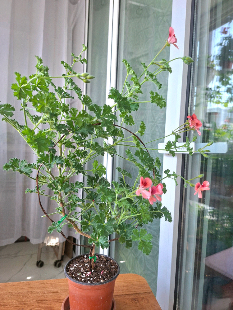 엔젤아이스오렌지 리갈제라늄 이미지