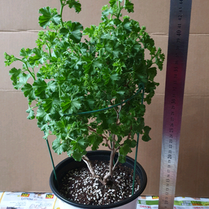 콴탁메이 중대품 제라늄 서울직거래 이미지