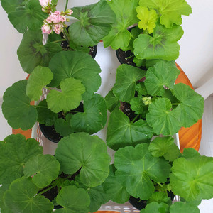 제라늄 6종 이미지