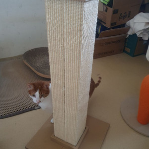 고양이 기둥스크래쳐 처분! 이미지