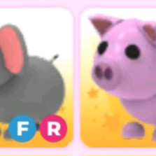 입양하세요 펫 코끼리,돼지 일괄판매 이미지