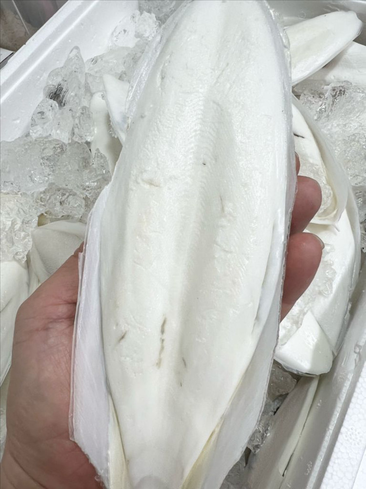 갑오징어뼈 판매 산지 직송 이미지