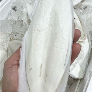 갑오징어뼈 판매 산지 직송 이미지