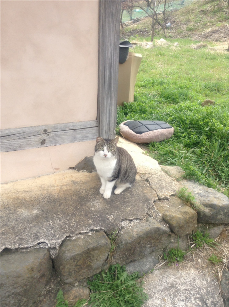 애플 아이팟 터치 5세대 블랙 / 블루 이미지