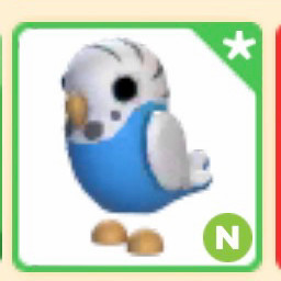 입양하세요 잉꼬 네온펫 이미지