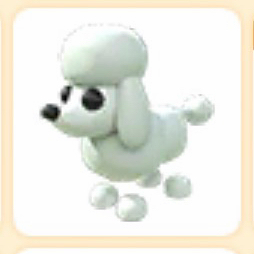 입양하세요 푸들 펫 이미지