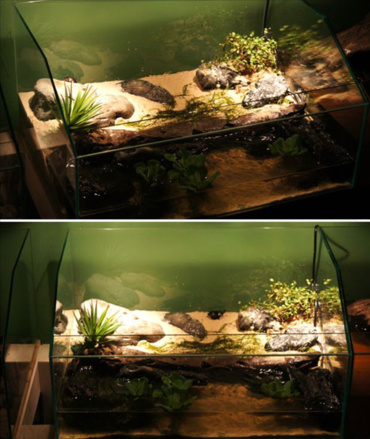 아쿠아스쿨 어항(두자, 터틀탱크) 정리합니다. 이미지