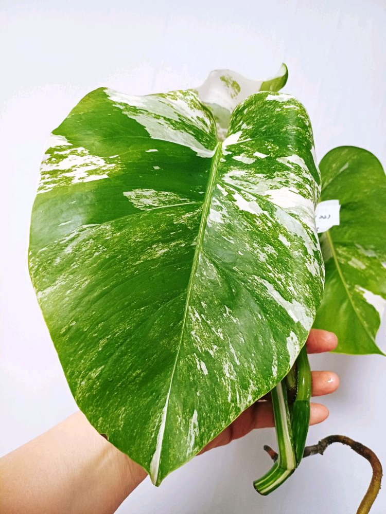 몬스테라 알보 산반무늬 3탑( ㅁ17-3번) 이미지