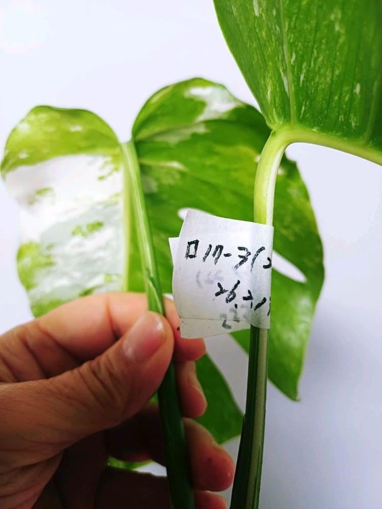 몬스테라 알보 산반무늬 3탑( ㅁ17-3번) 이미지