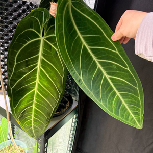 안스리움 와로쿠아넘 대품 이미지